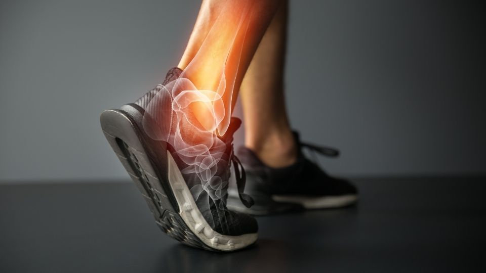 Anatomy of ankle