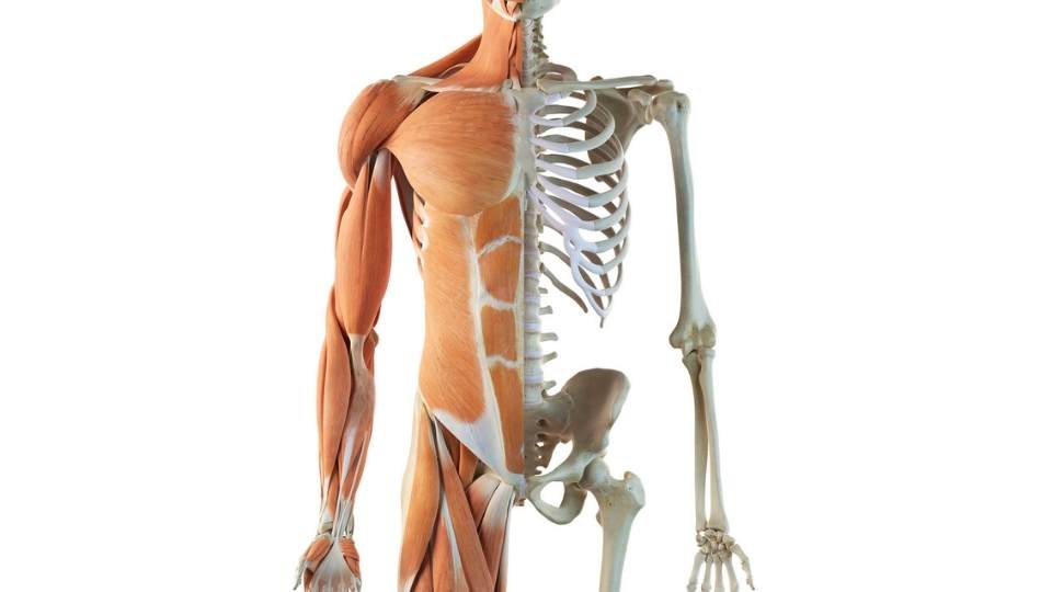 intrinsic core strengthening dublin physio & chiropractic