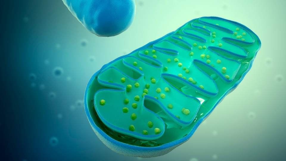 mitochondria