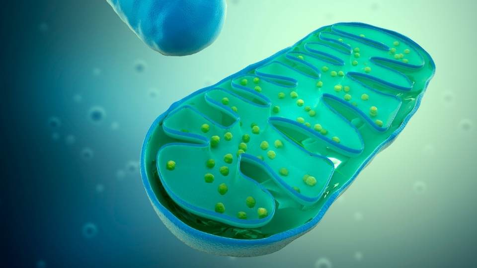 Physio Explains: Laser Therapy For Post-Herpetic Neuralgia (Shingles Pain)